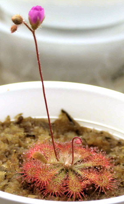 neo Drosera tokaiensis