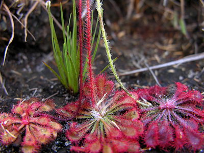 Drosera hybrids