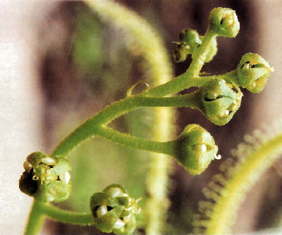 Drosera indica femal flowers