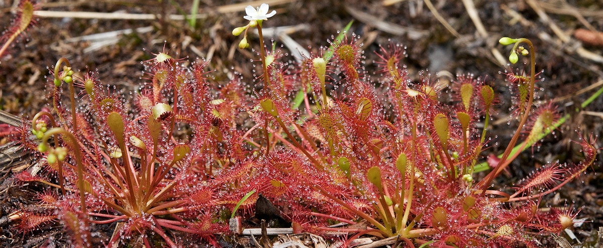 1st Carnivorous Plant Identified In 20 Years Grows Near Vancouver