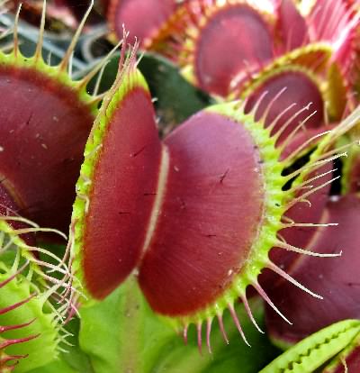 Dionaea