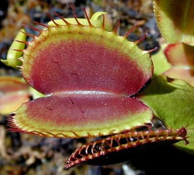 Dionaea muscipula