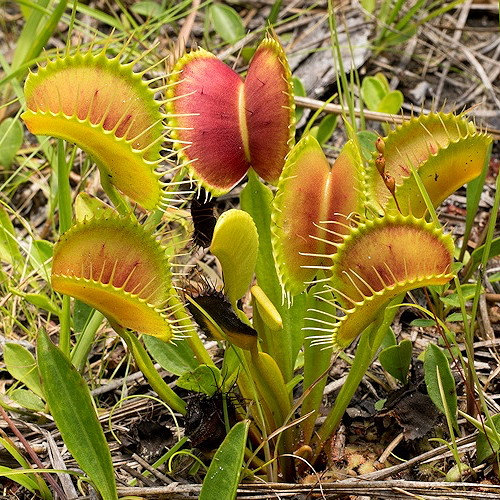 Dionaea muscipula