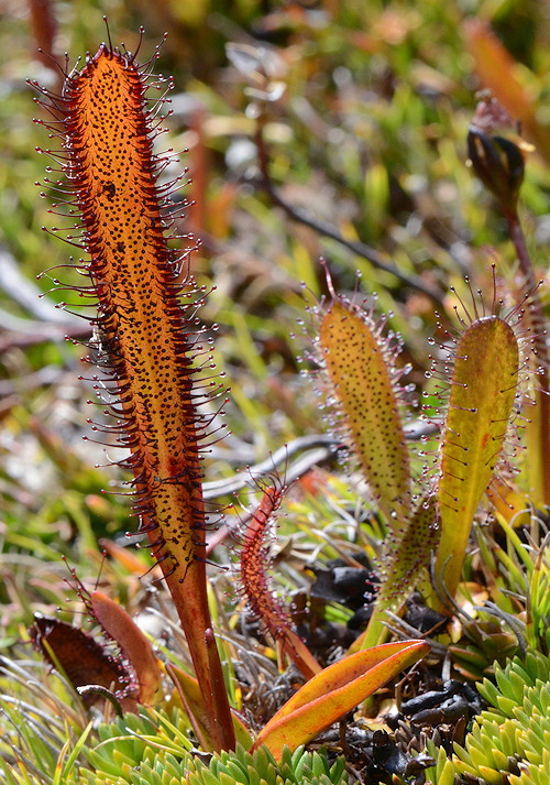 Drosera murfetii