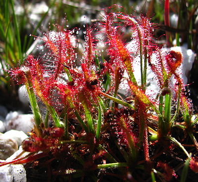 Drosera hybrid