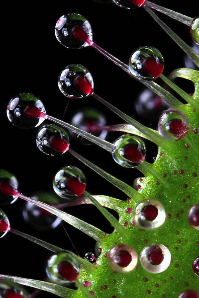 Drosera regia