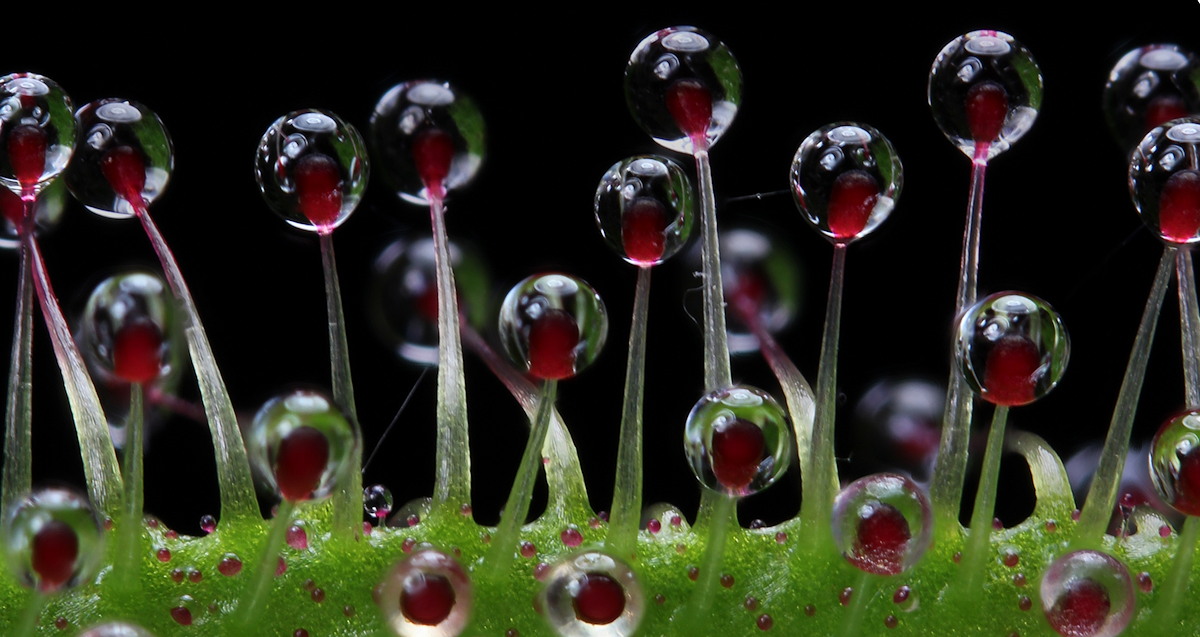 Cephalotus