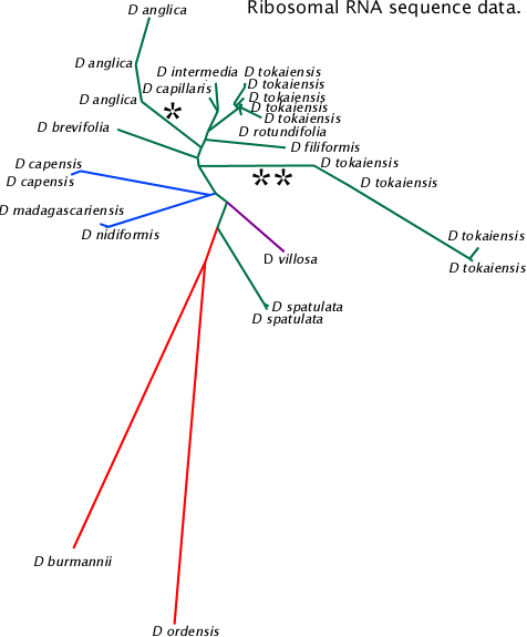 Drosera Ribosomal DNA