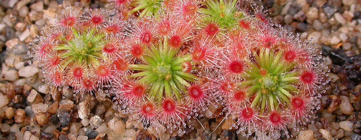 Drosera paleacea