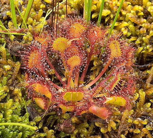 Drosera rotundifolia