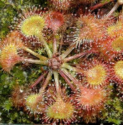 Drosera rotundifolia