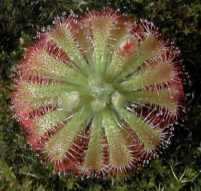 Drosera spatulata Queensland