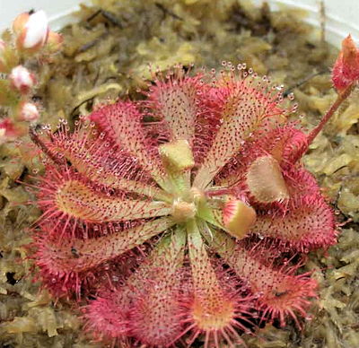 D. spatulata var. gympiensis