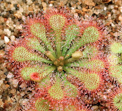 Drosera tokaiensis