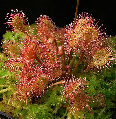 Drosera x beleziana tetraploid