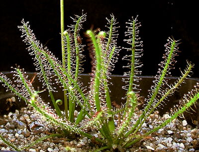 Drosera x hybrida tetraploid