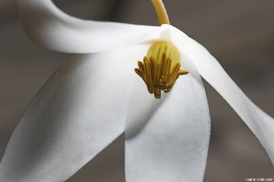 Heliamphora Flower