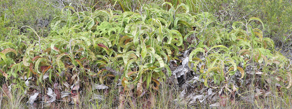 Nepenthes rowaniae