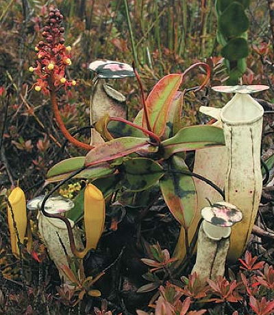 Nepenthes alba