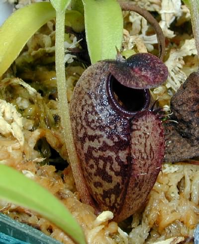 Nepenthes aristolochioides