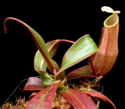 Nepenthes bellii