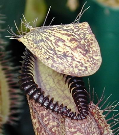 Nepenthes hamata