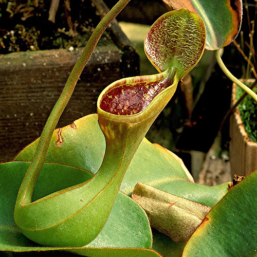 Pitcher Plants