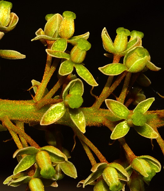 Nepenthes maxima