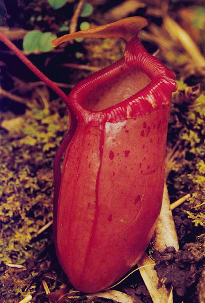Nepenthes sibuyanensis