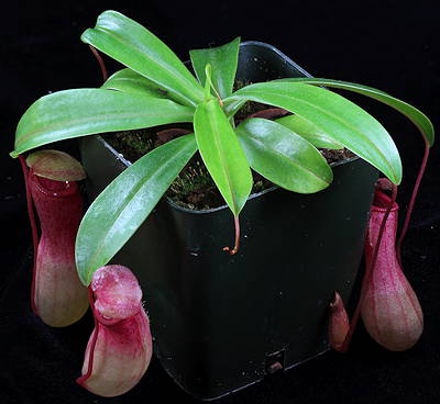 Nepenthes ventricosa