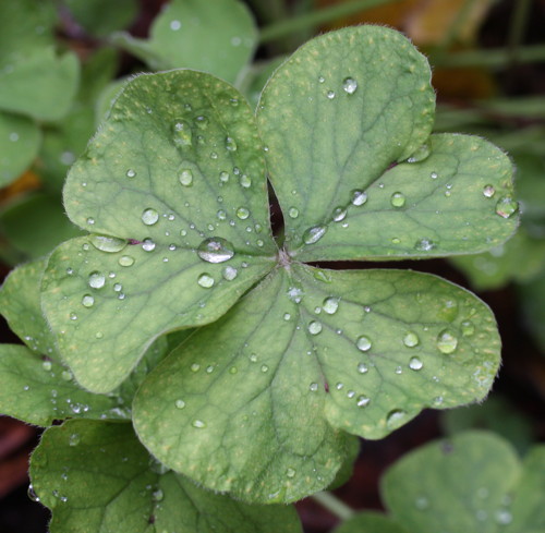 Oxalis leaf