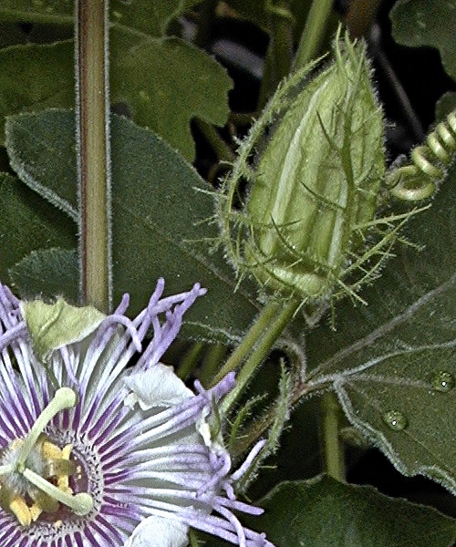 Passiflora foetida