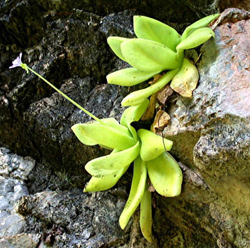 Pinguicula gigantea