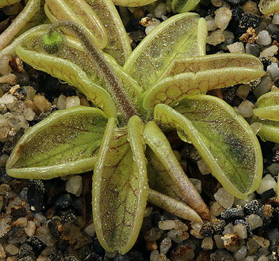 Pinguicula lusitanica