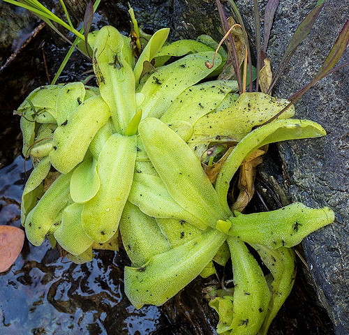 Pinguicula macroceras