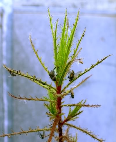 Roridula dentata