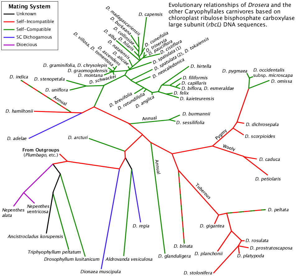 SI tree