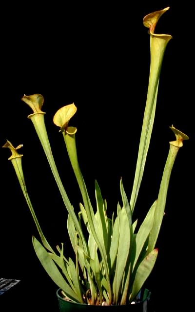 Sarracenia flava phyllodia