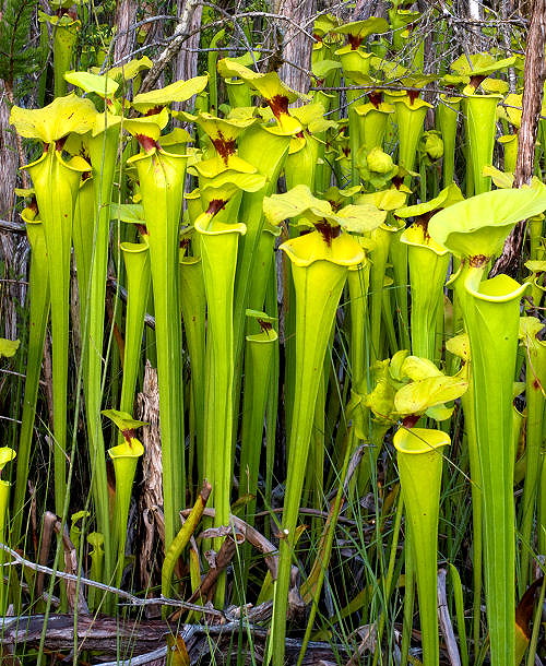 Sarracenia flava