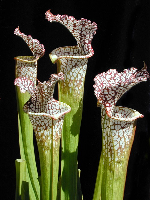 Sarracenia leucophylla