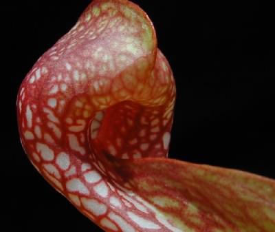 Sarracenia psittacina