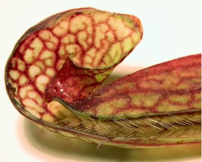 Inside Sarracenia psittacina trap