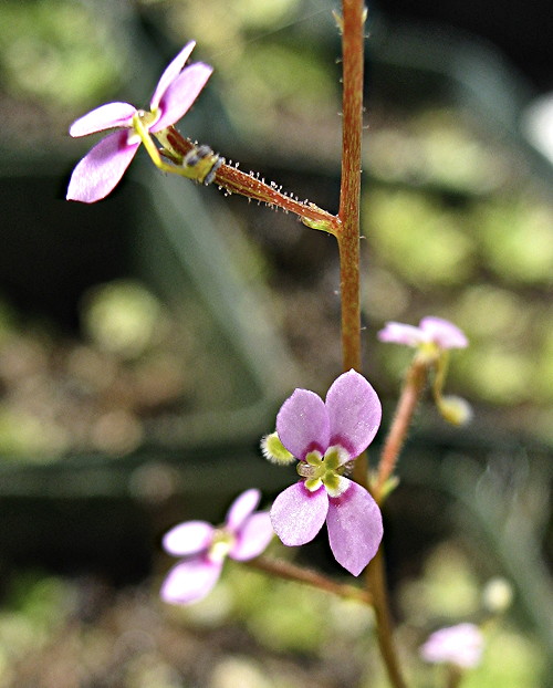 Stylidium sp.