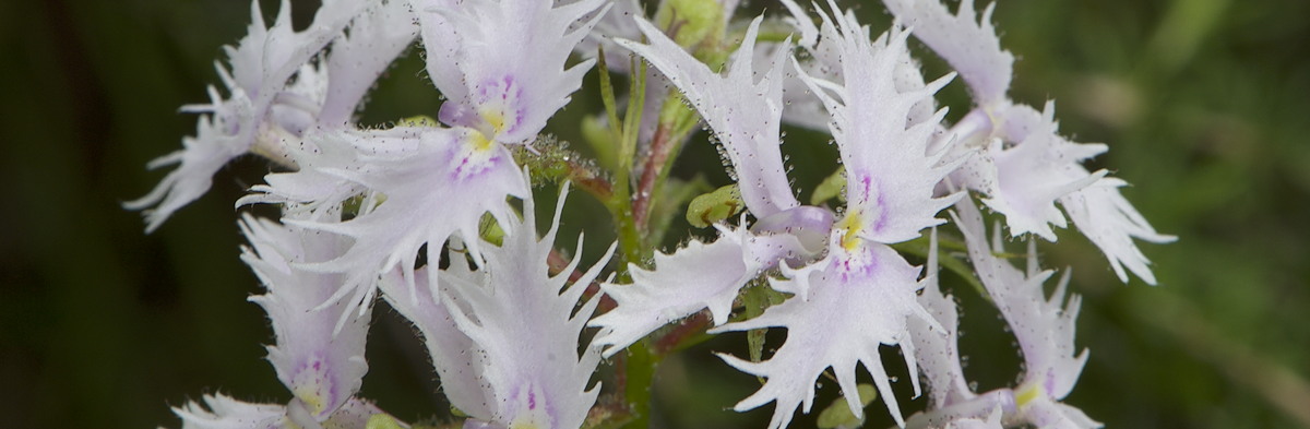 Stylidium laciniatum