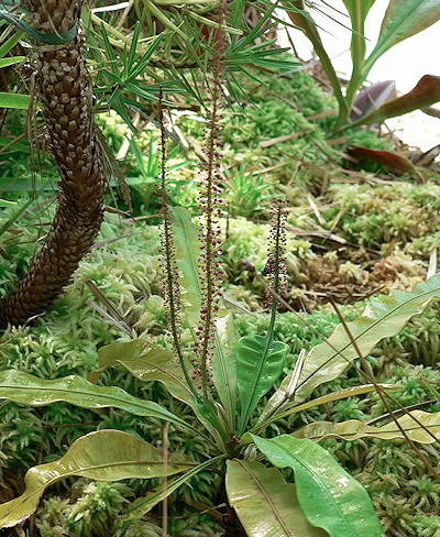 Triphyophyllum