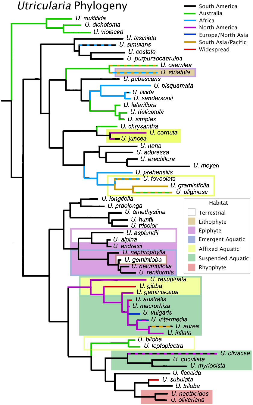 Utricularia phylogeny