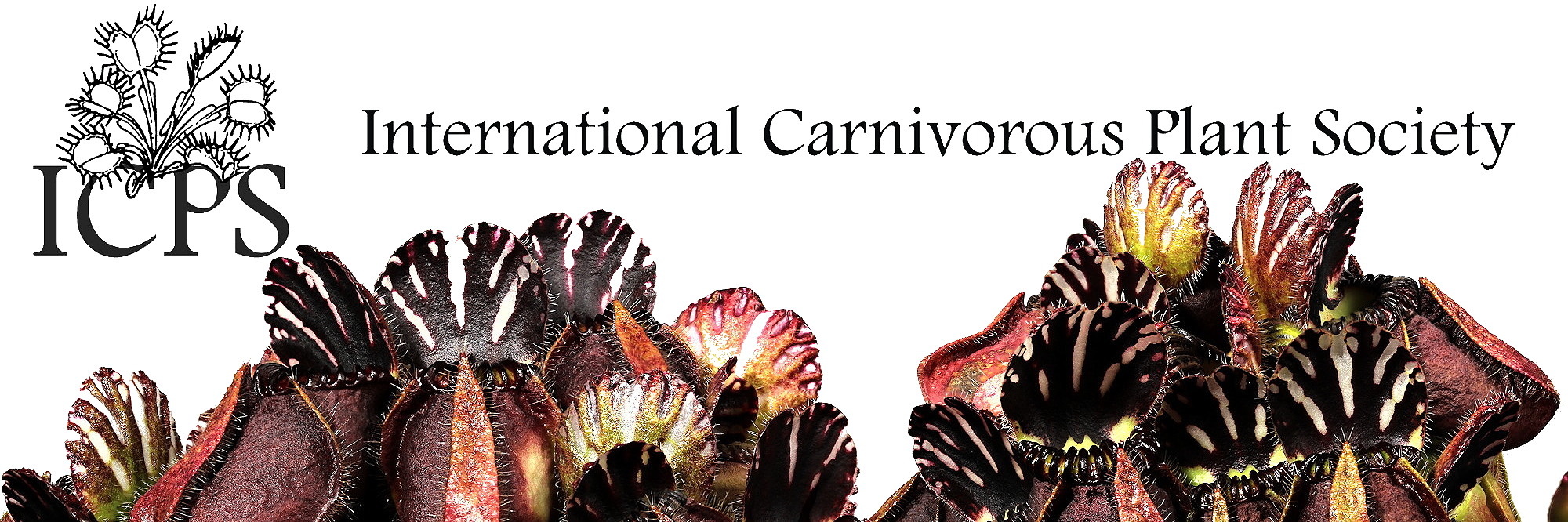 International Carnivorous Plant Society